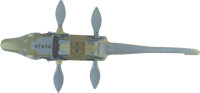 Mosasaurus