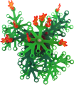Baum